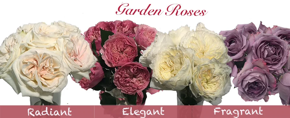 David Garden Roses
