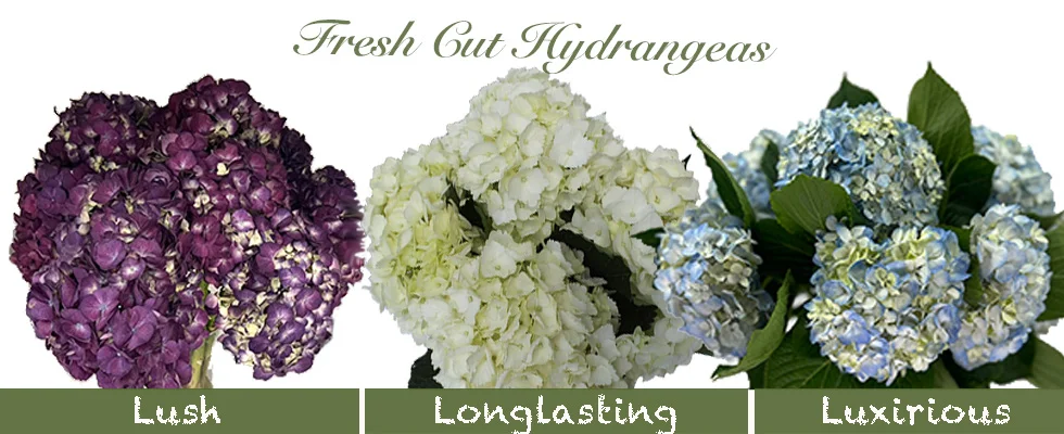 Fresh Cut Hydrangeas