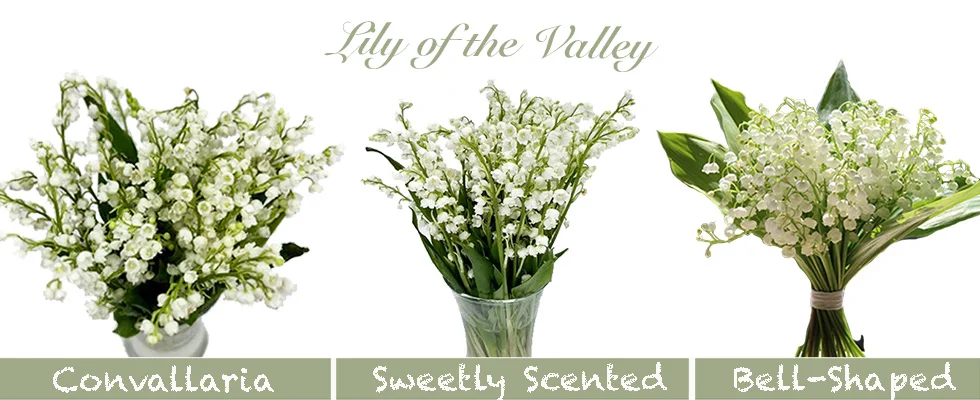 Where To Buy Lily Of The Valley