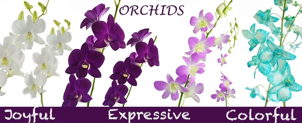 Premium Quality Orchids