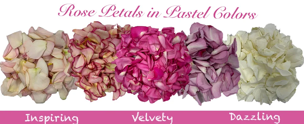 Buy Wholesale Fresh Rose Petals in Bulk