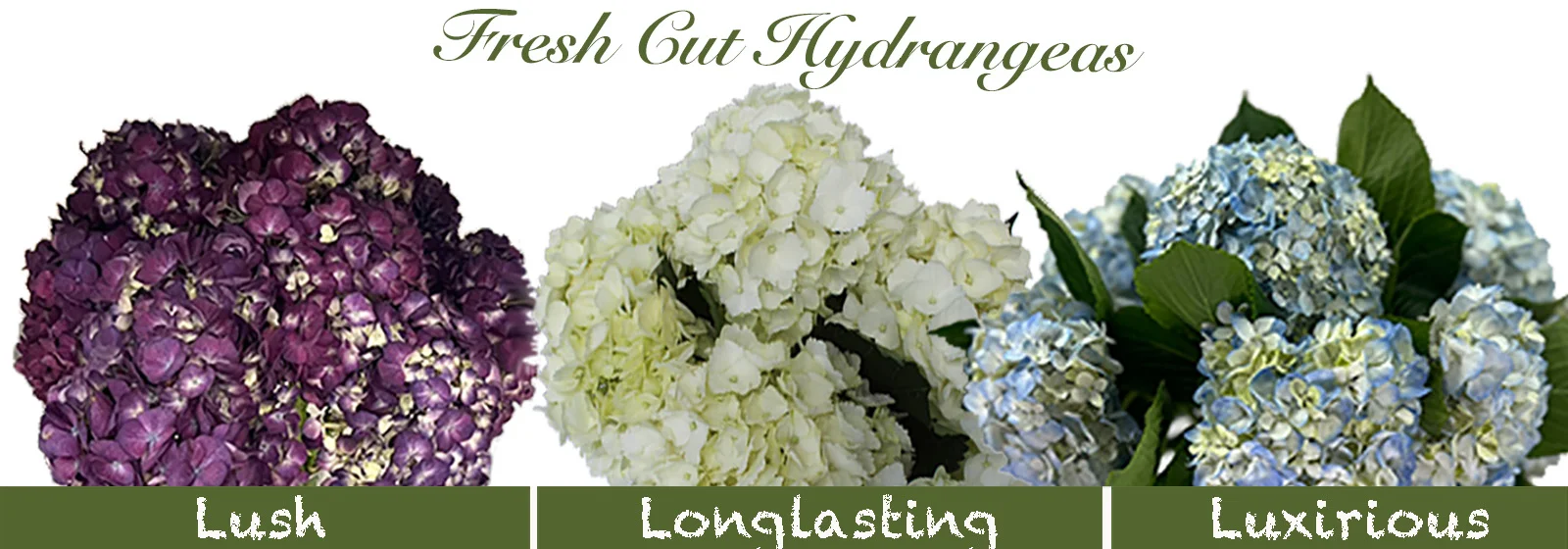 Fresh Cut Hydrangeas
