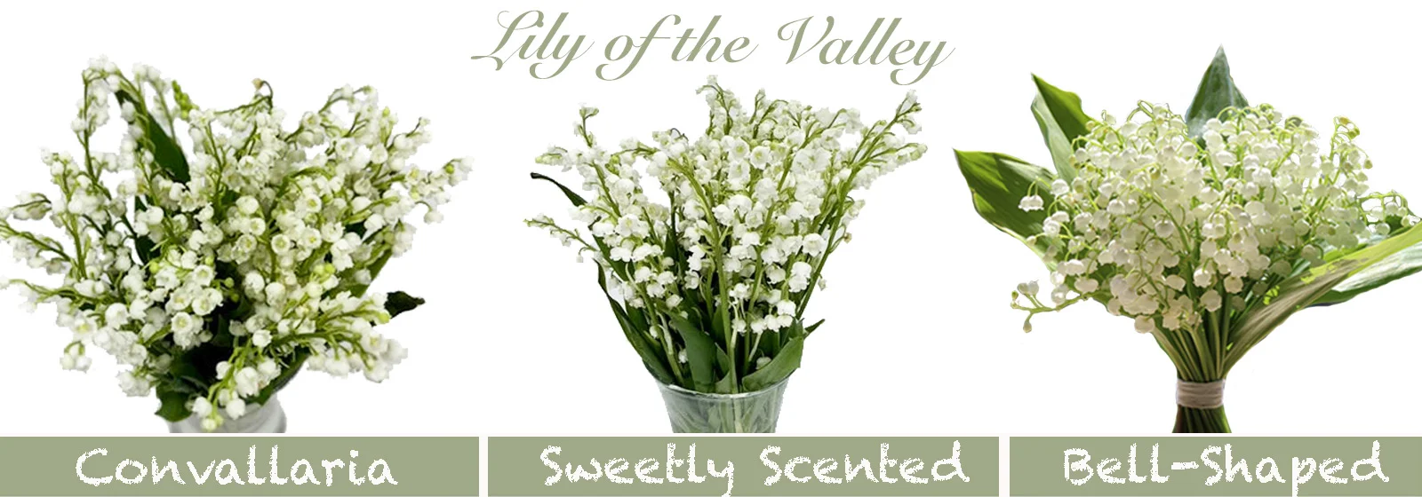 Where To Buy Lily Of The Valley