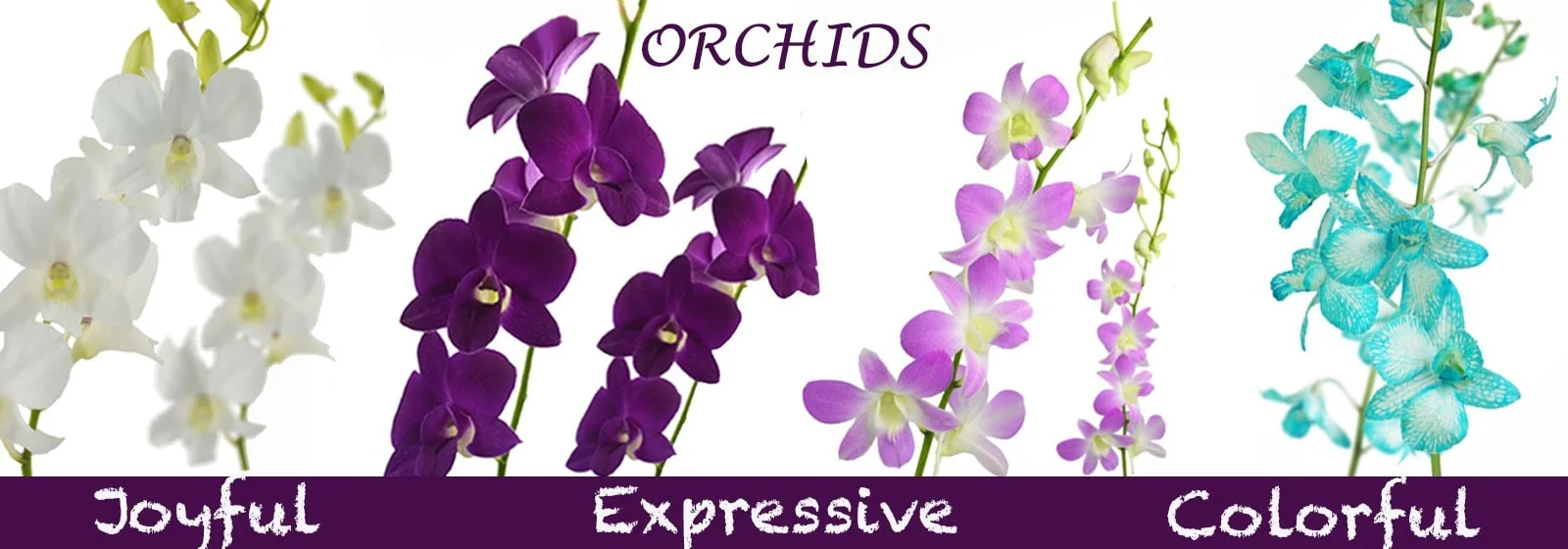 Premium Quality Orchids