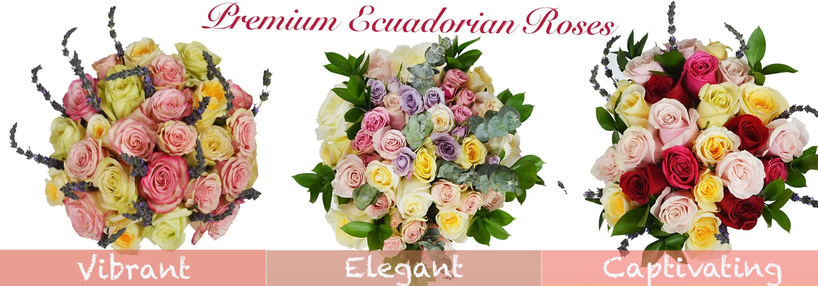 Ecuadorian Roses