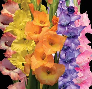 Assorted Gladiolus Flowers - Next Day Delivery