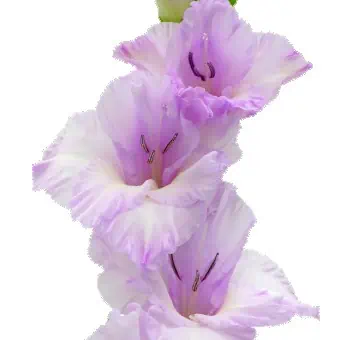 Lavender Gladiolus Flower - Next Day Delivery