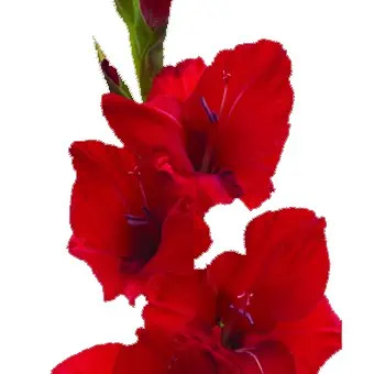 Red Gladiolus Flower - Next Day Delivery