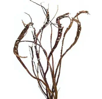 Fantail Willow -  Medium