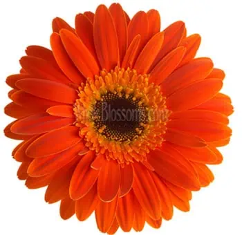 Orange Gerbera Daisy With Dark Center