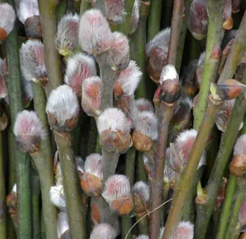 Pussy Willow Branches - Tips