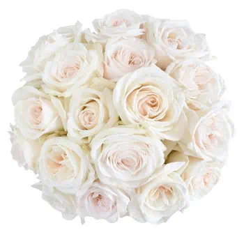 White Blush Garden Roses