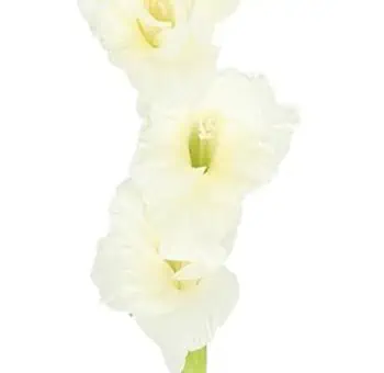 Gladiolus Flower - White
