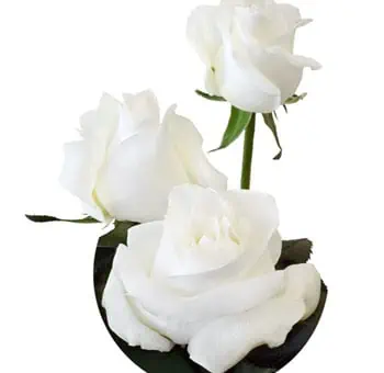 White Roses Bulk