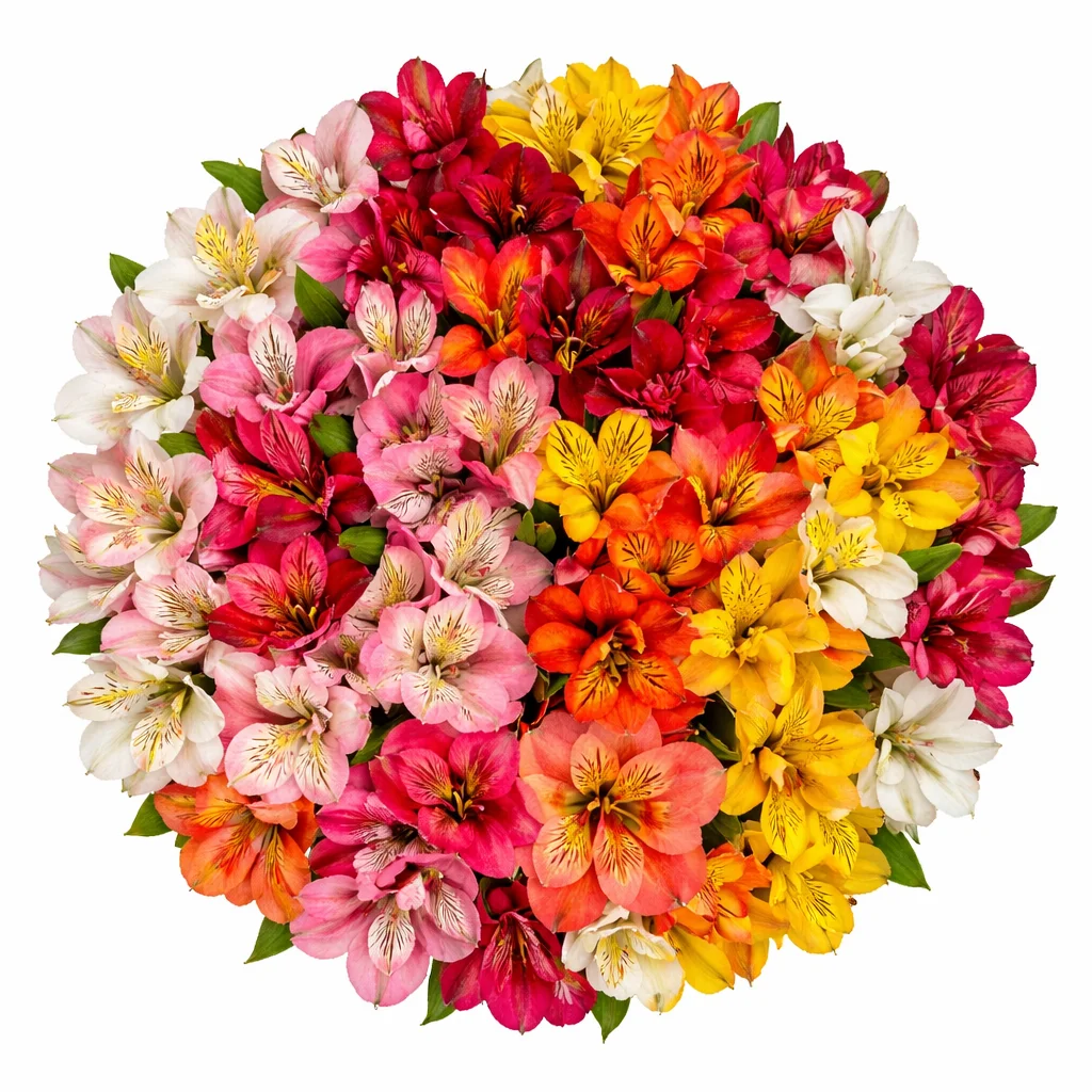 Assorted alstroemeria in vibrant hues, perfect for adding colorful charm to any event.