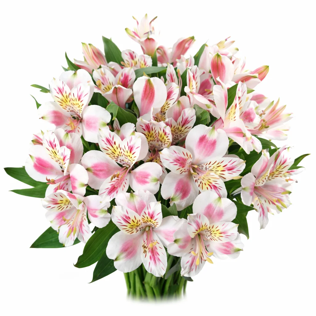 Bicolor pink alstroemeria flower with white centers and pink-edged petals, adding texture and contrast to floral designs.