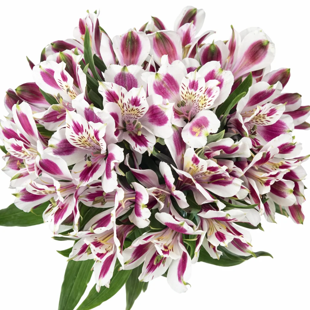 Bicolor white-purple alstroemeria adding a unique blend of elegance and vibrancy to wedding decor.