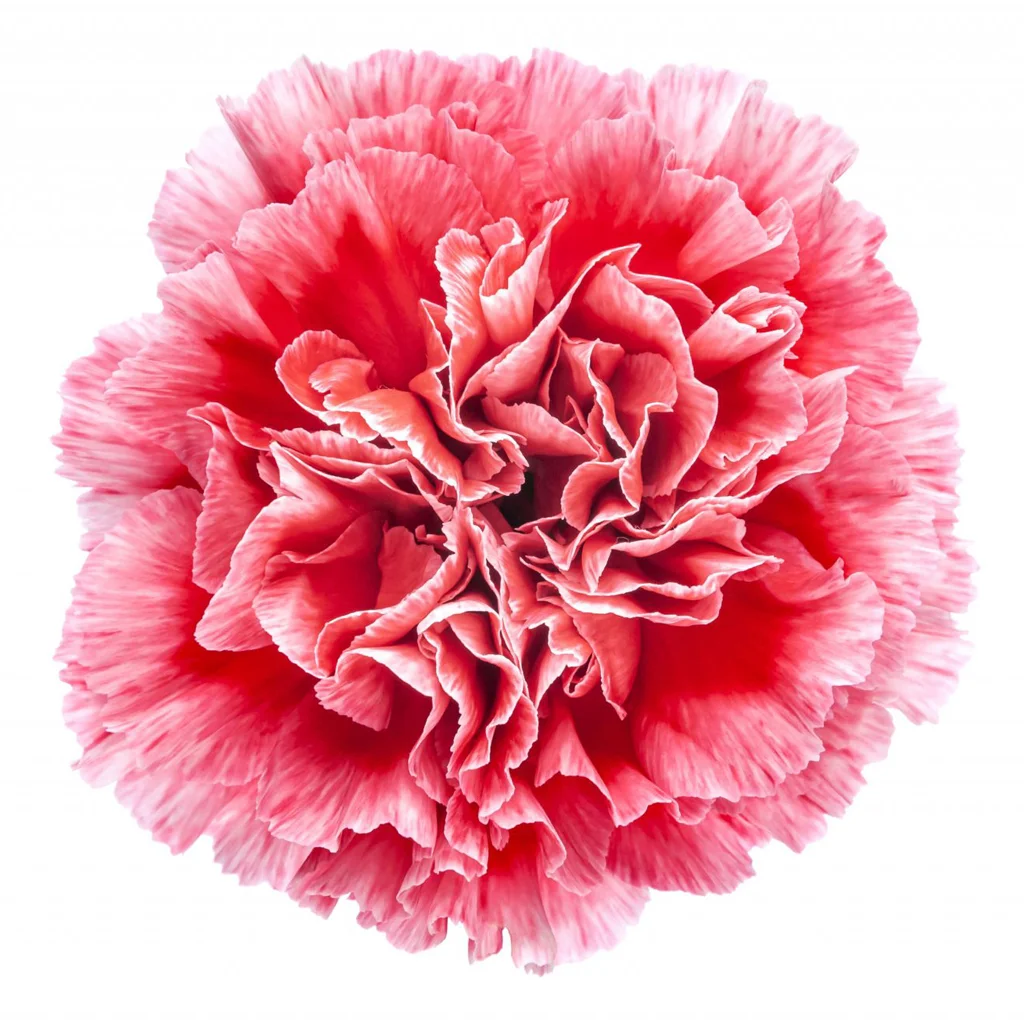 White carnation with red blush bicolor Cheerio, fresh cut bulk flower for weddings, events, centerpieces and professional floral design.