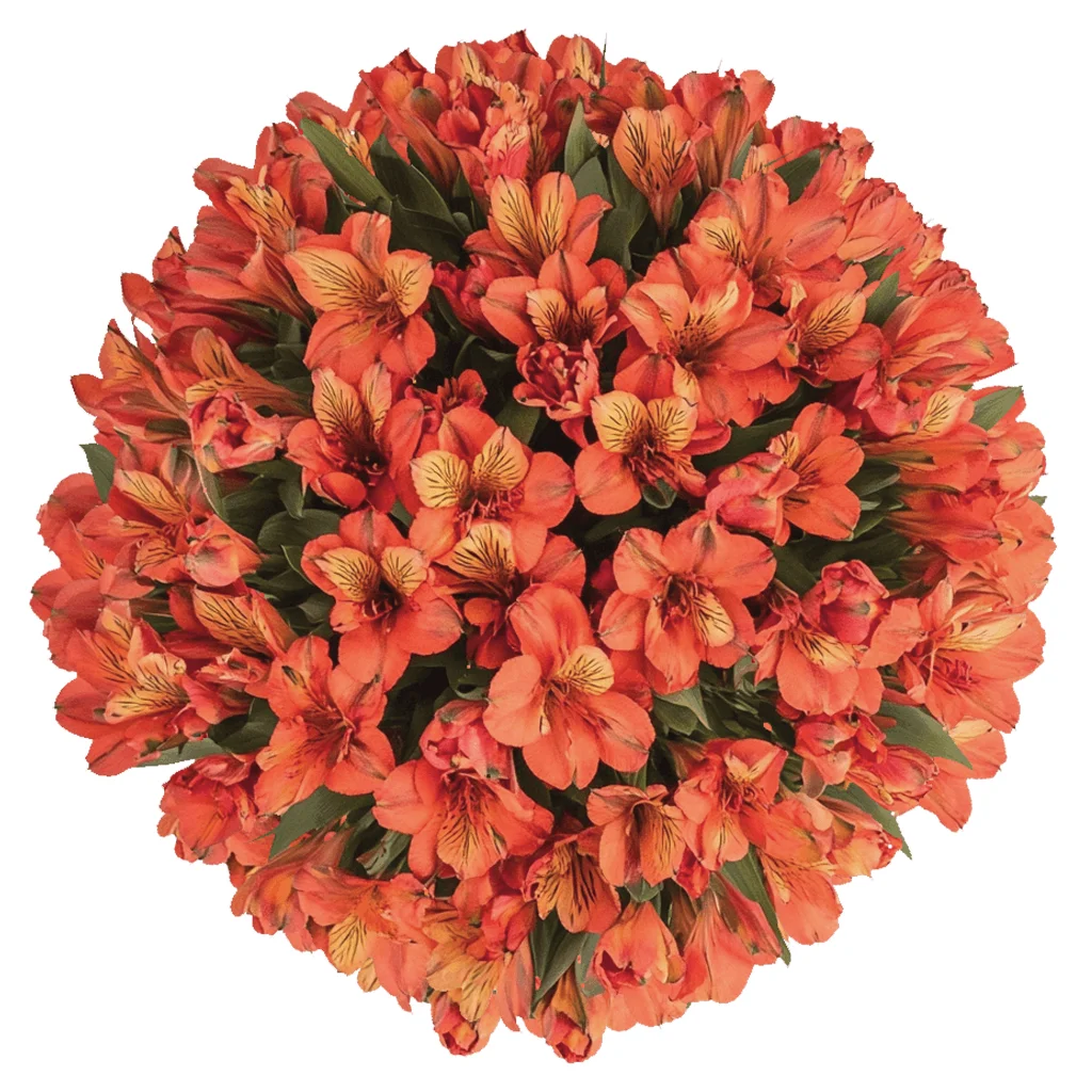 Coral alstroemeria flower with warm orange-pink petals and golden speckled center, adding vibrant color to floral designs.