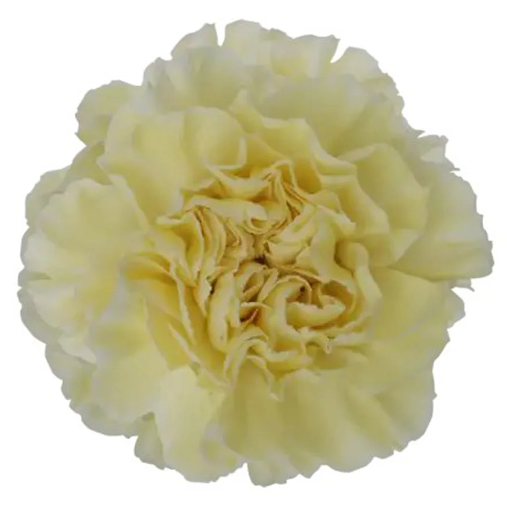 Fresh cream carnation flower with soft ruffled petals, elegant neutral tone and long stem for weddings and floral décor chic.