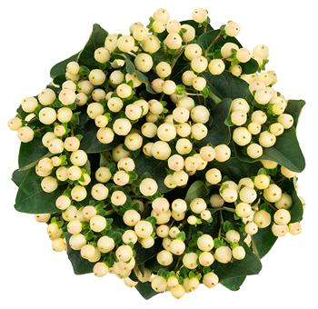Creamy yellow hypericum berries for subtle filler, ideal for wedding bouquets, gifts, and premium floral accents.