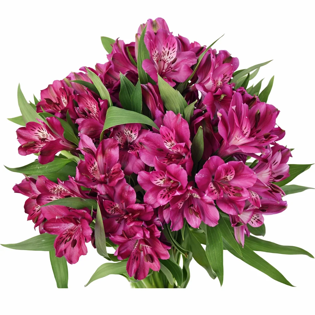 Vibrant hot pink alstroemeria in bulk, ideal for adding pop of color to wedding flowers at wholesale prices.
