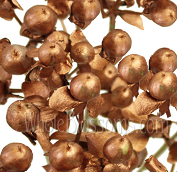 Bronze-tinted hypericum with warm metallic sheen, perfect for rustic wedding decor and fall event floral arrangements.