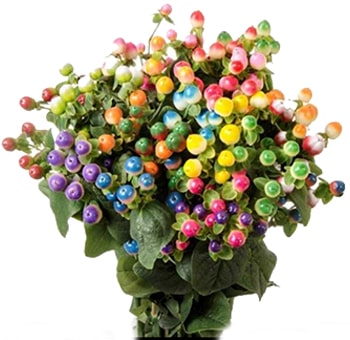 Hypericum berries spring colors wholesale, colorful bulk flowers for weddings, centerpieces, and event floral designs