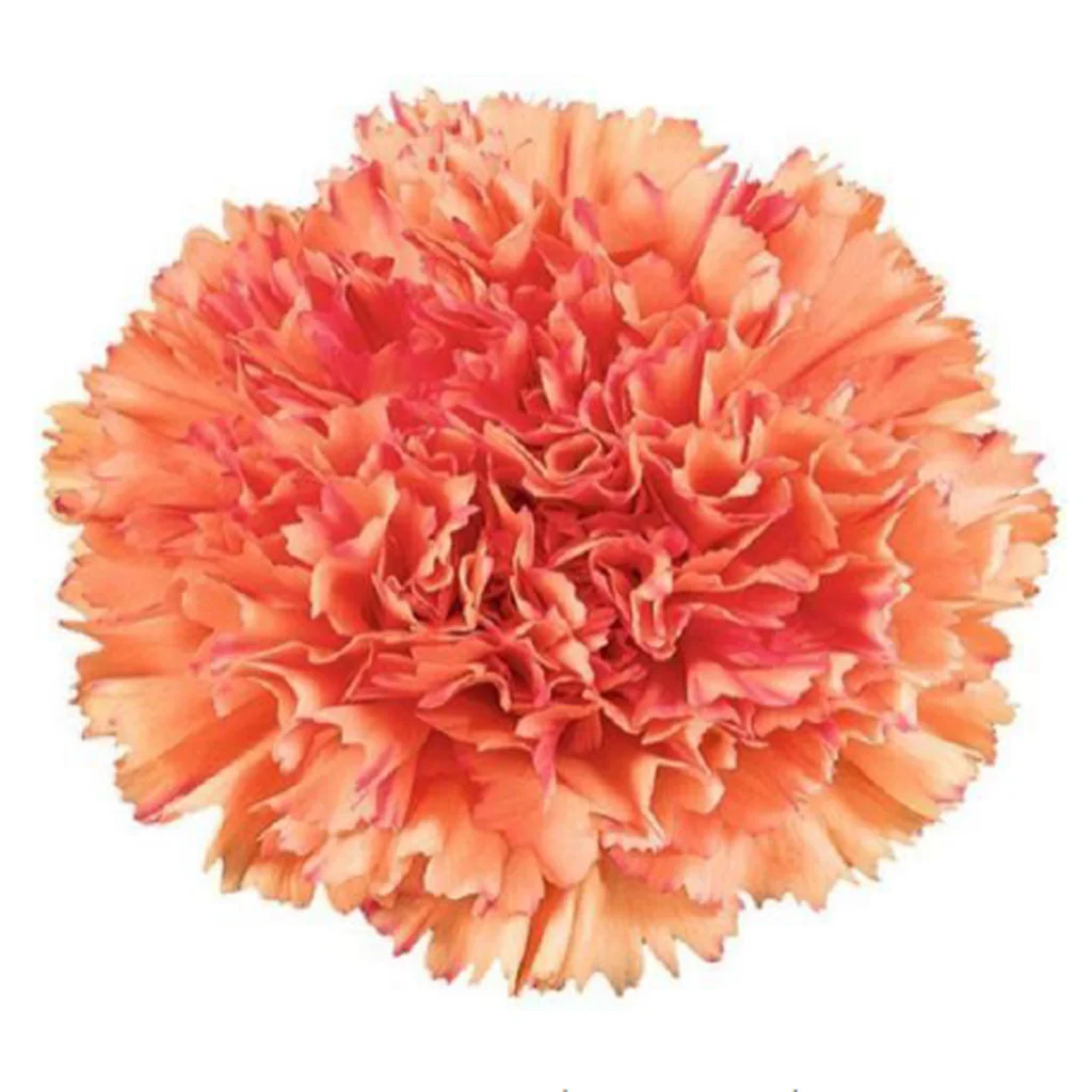 Vibrant orange carnation bloom, perfect for bold wedding bouquets and special event centerpieces.