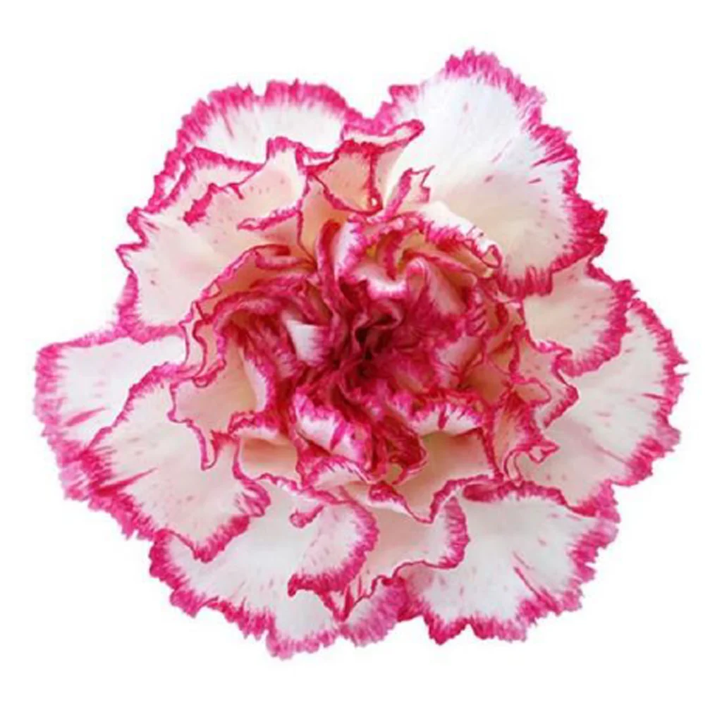 Pink and white bicolor carnation with naturally blended two-tone petals, premium fresh cut bulk flower perfect for elegant weddings, seasonal styling, and upscale floral arrangements.
