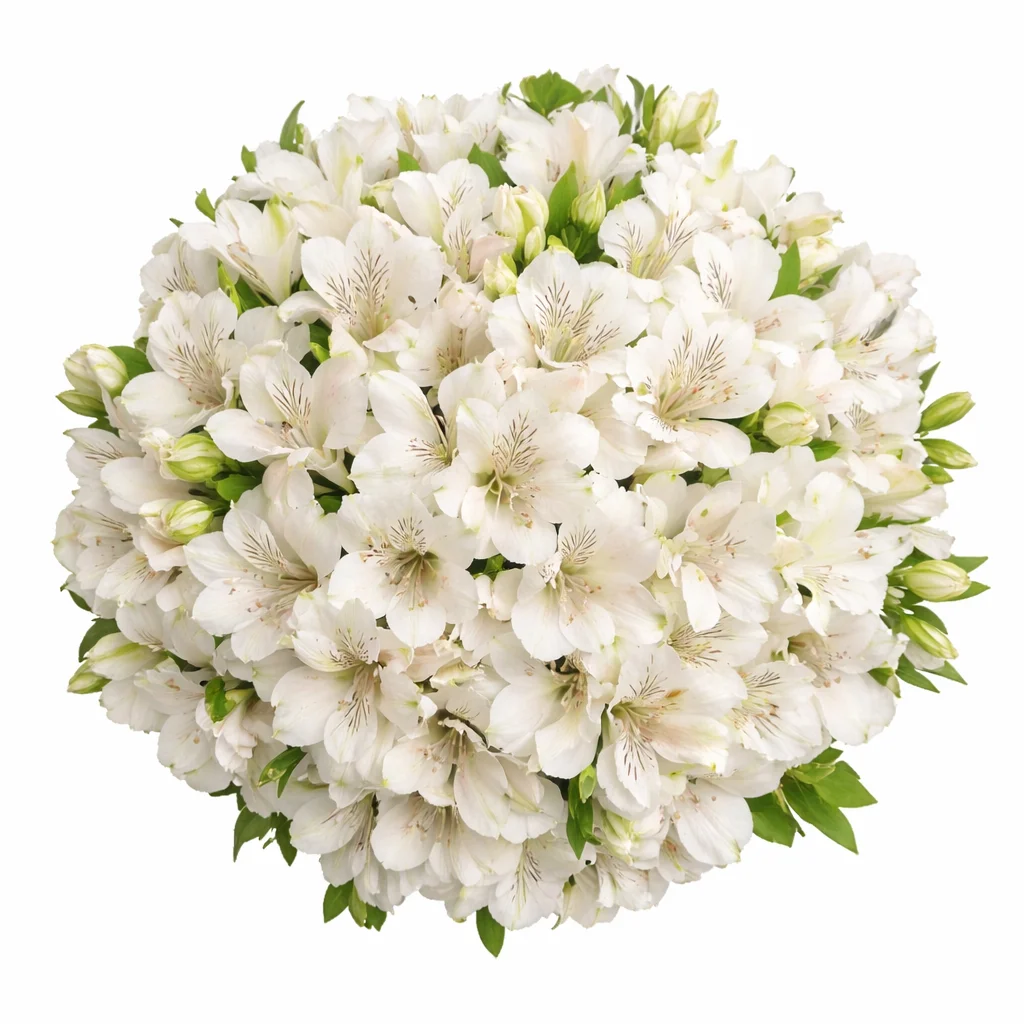 White alstroemeria flowers bouquet with green leaves, featuring delicate petals and natural elegance on a clean white background.