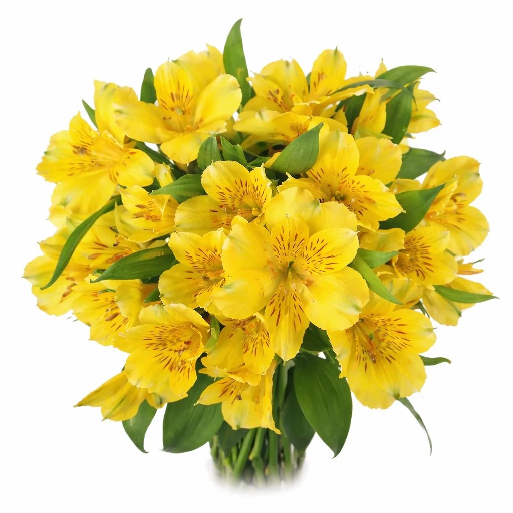 Yellow alstroemeria flower with bright golden petals and warm speckled markings, bringing cheerful color to floral arrangements.