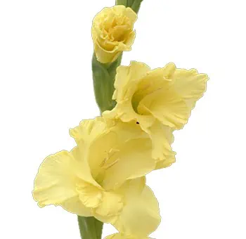 Yellow Gladiolus Flower - Next Day Delivery