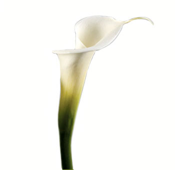 Calla Lily