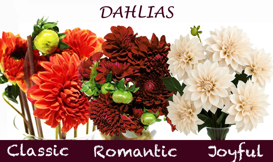 Elegant fall wedding dahlias in soft blush and burgundy tones, perfect wholesale flowers for bouquets, centerpieces, and decor.