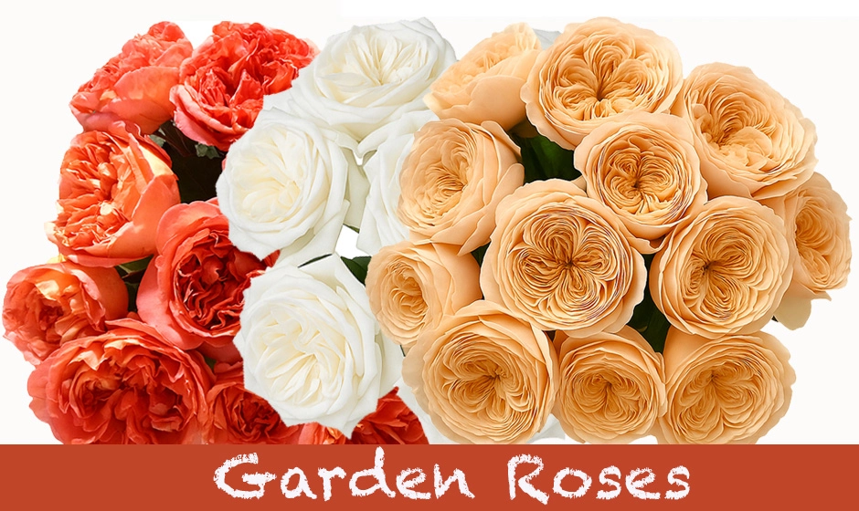 Wholesale garden roses in rich autumn tones for fall weddings – premium quality flowers ideal for florists and event planners.