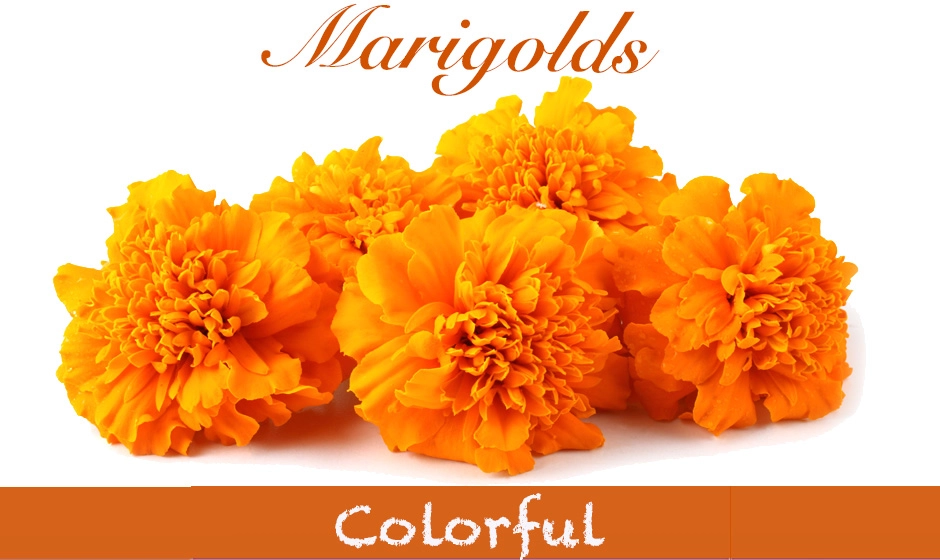 Brighten your space with our vibrant marigolds available at wholesale prices! Perfect for events, gardening, or DIY projects. Add a splash of color today!