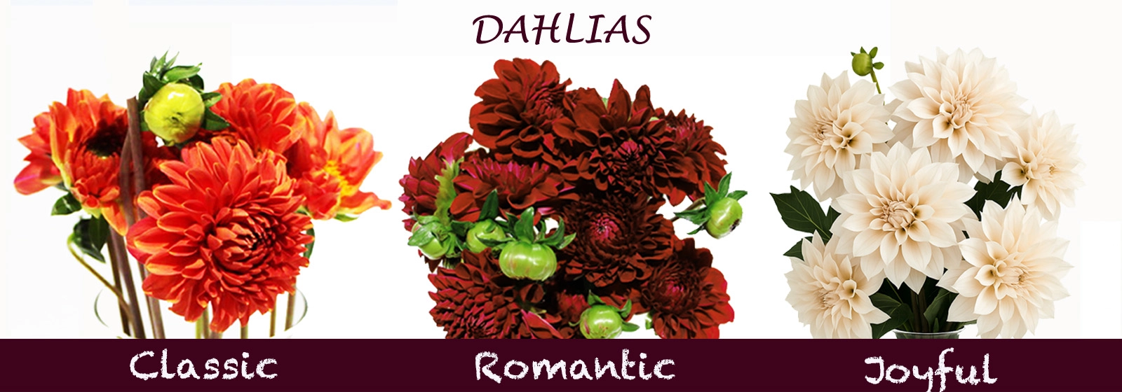 Elegant fall wedding dahlias in soft blush and burgundy tones, perfect wholesale flowers for bouquets, centerpieces, and decor.