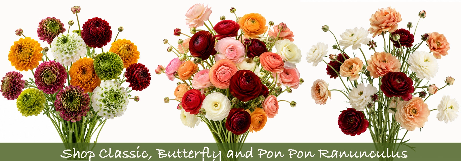 Bulk fall ranunculus flowers with classic, butterfly and Pom Pon varieties for weddings and events.