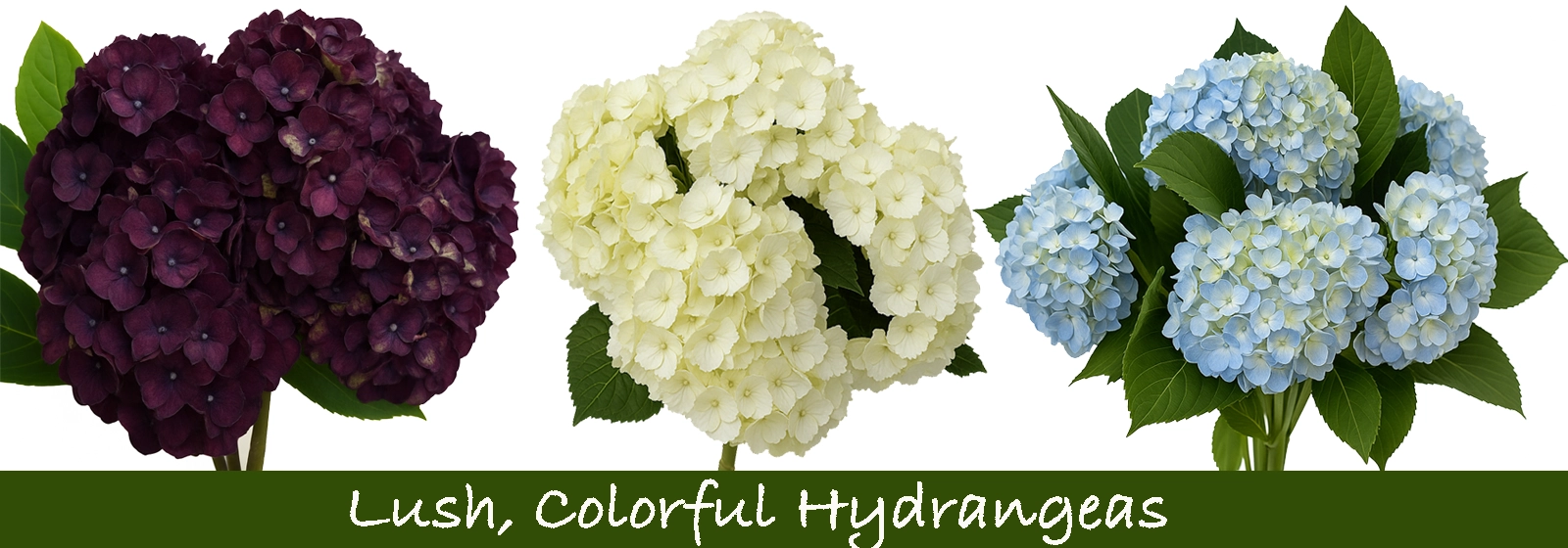 Bulk hydrangeas in burgundy, ivory, and blue for weddings and events. Shop wholesale fresh flowers online for elegant floral arrangements.