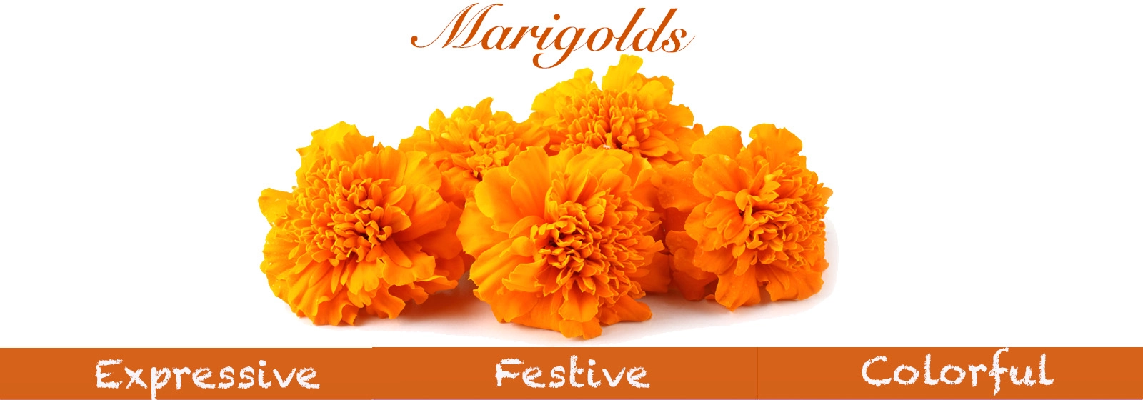 Brighten your space with our vibrant marigolds available at wholesale prices! Perfect for events, gardening, or DIY projects. Add a splash of color today!