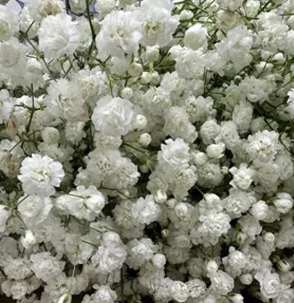 White Baby's Breath