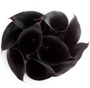 Calla Lilies
