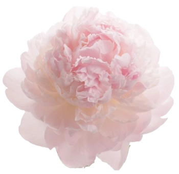 Peonies wholesale wedding flowers in bulk, lush seasonal blooms for bouquets and elegant centerpieces