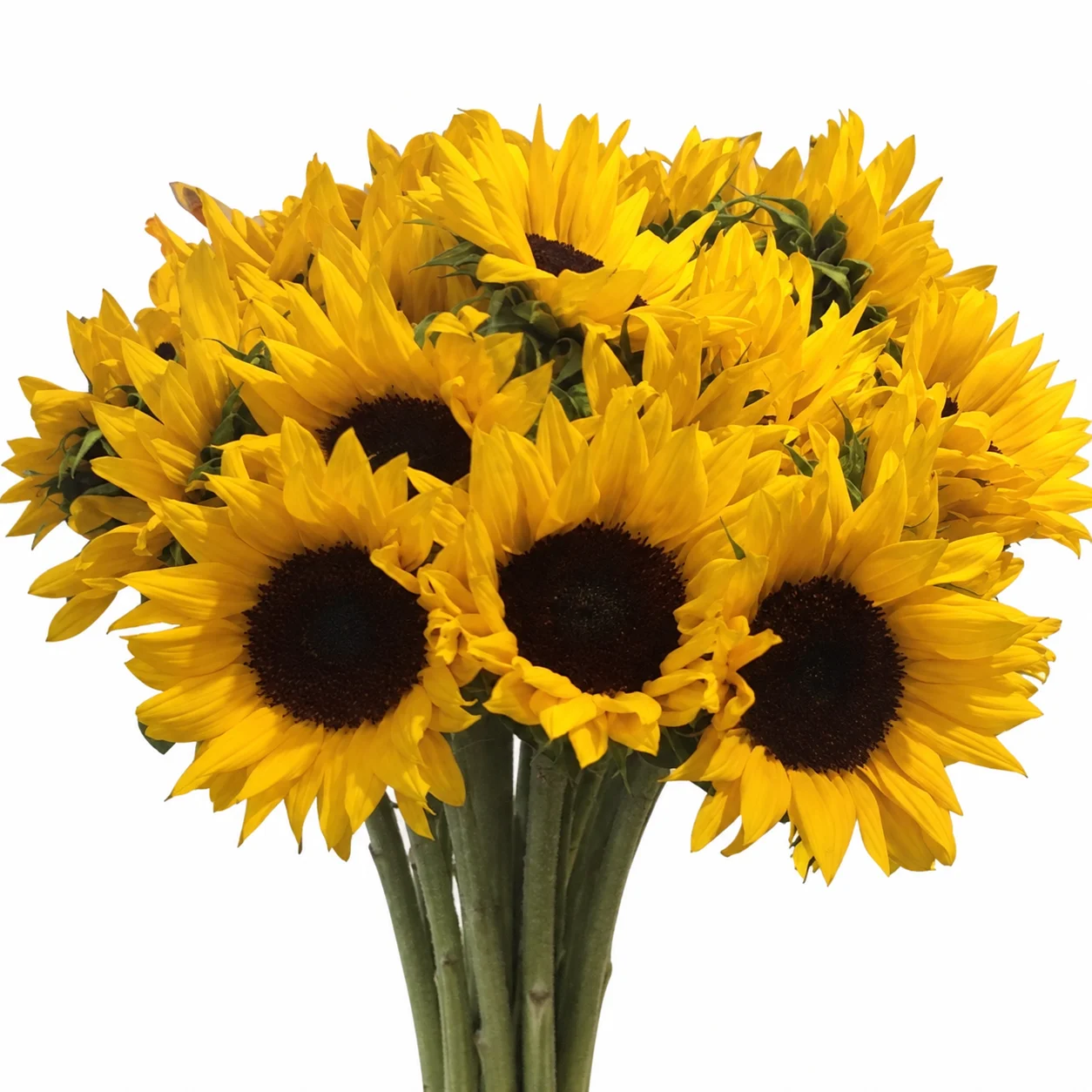Fresh bulk yellow sunflower bouquet for events by WholeBlossoms