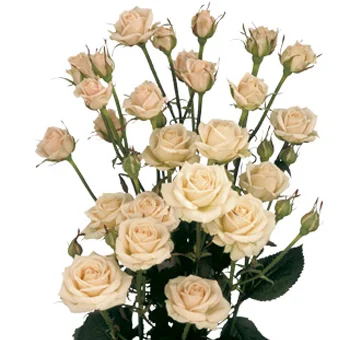 Spray roses wholesale wedding flowers in bulk, delicate blooms for bouquets, centerpieces and floral designs.