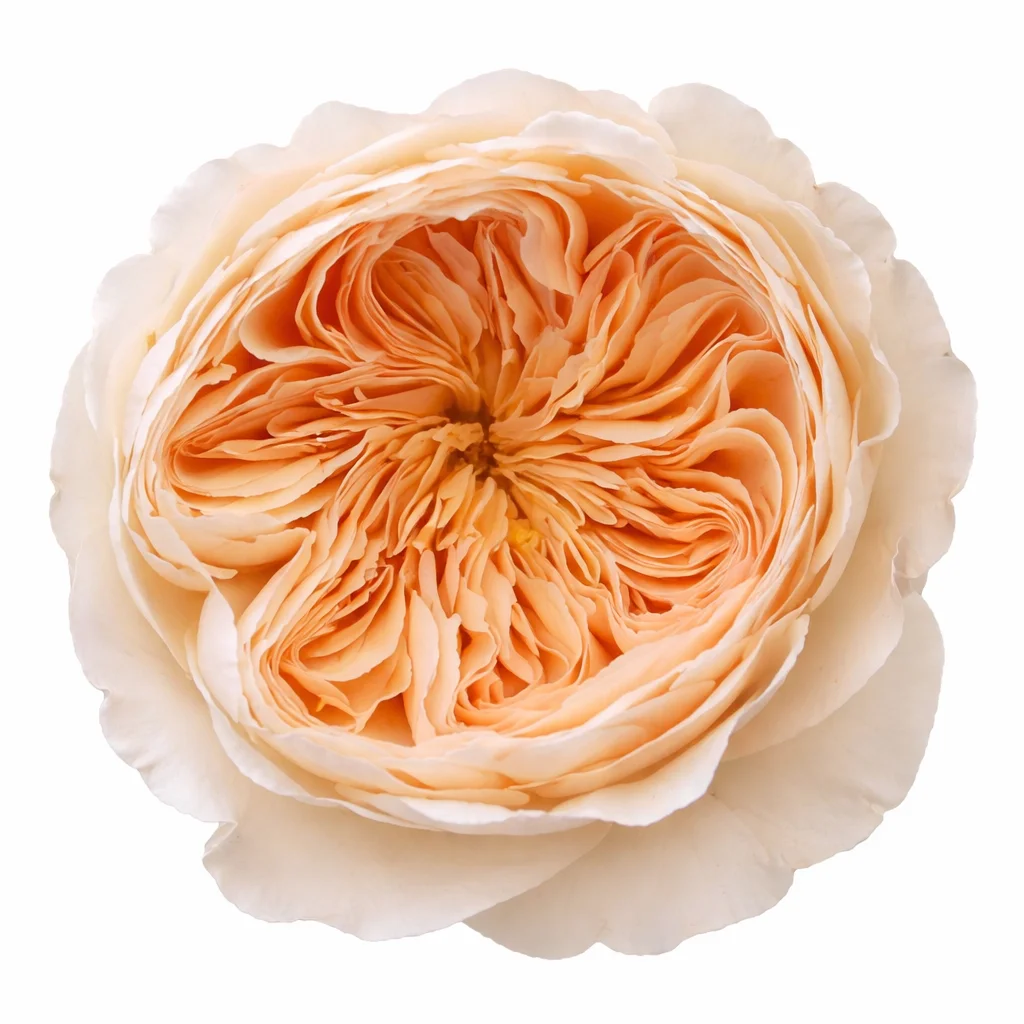 David Austin Juliet Peach Garden Roses