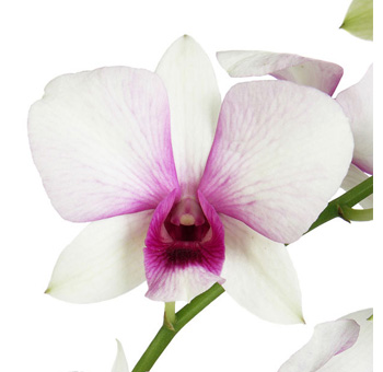 Orchids