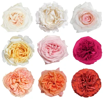 Garden roses wholesale wedding flowers in bulk, premium blooms for romantic bouquets and floral arrangements.