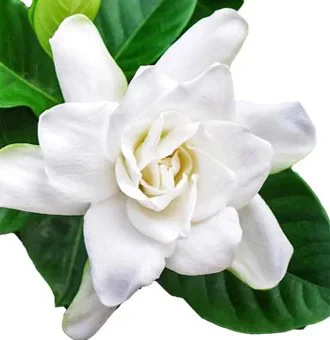 Gardenia Flower